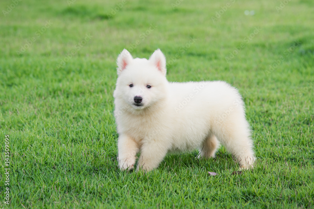 Cute White siberian husky puppy on grass Cute White siberian husky puppy on grass