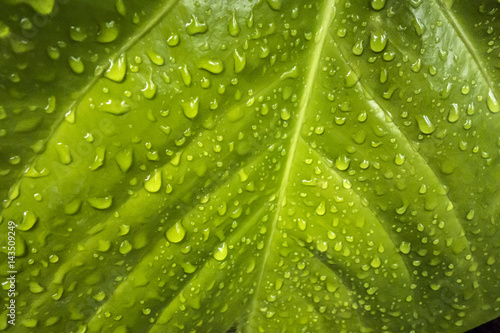 Texture of a green leaf with drops of water