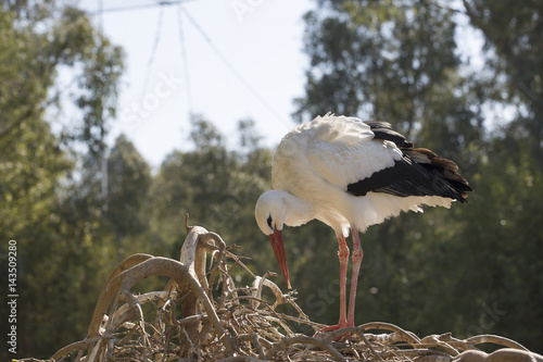 White Stork photo