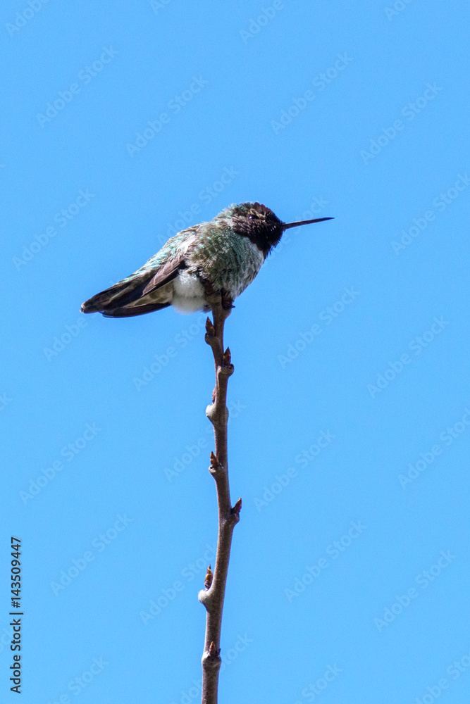 Fototapeta premium green small hummingbird bird on the branch against clean blue sky
