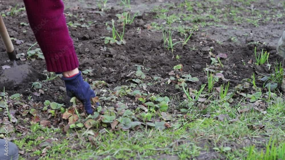 A woman works in the garden removing grass from the ground with a mop of hoe A woman works in the garden removing grass from the ground with a mop of hoe