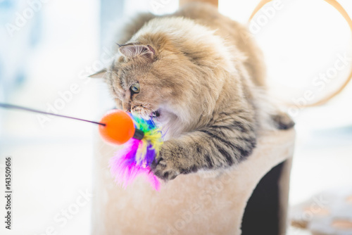 Fototapeta Naklejka Na Ścianę i Meble -  Cute persian cat playing toy