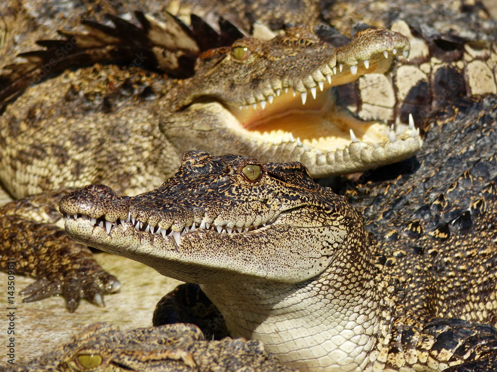 Obraz premium Crocodile with open mouth