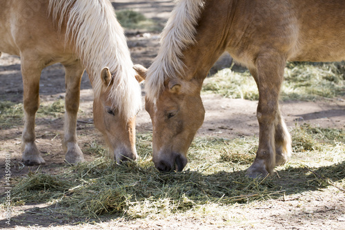 Two Horses photo