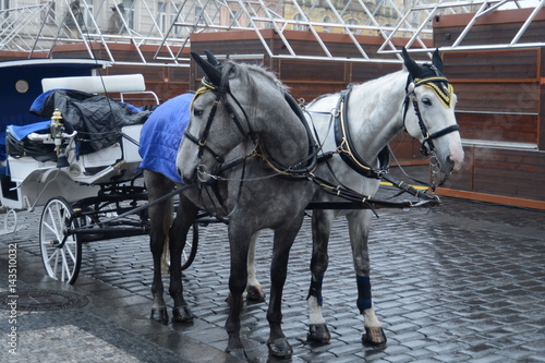 A team of two horses on the old town square in Prague.