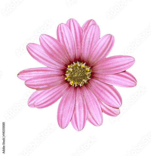 Fototapeta Naklejka Na Ścianę i Meble -  Pink chrysanthemum isolated on white background