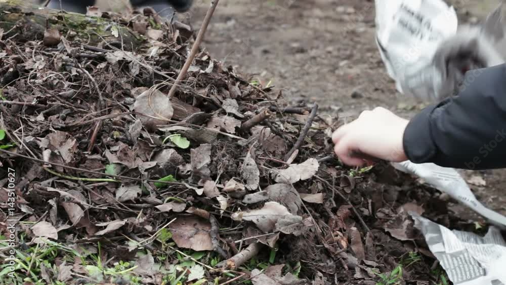 Teenagers make a bonfire of dry old leaves,Pollution of the environment Teenagers make a bonfire of dry old leaves,Pollution of the environment