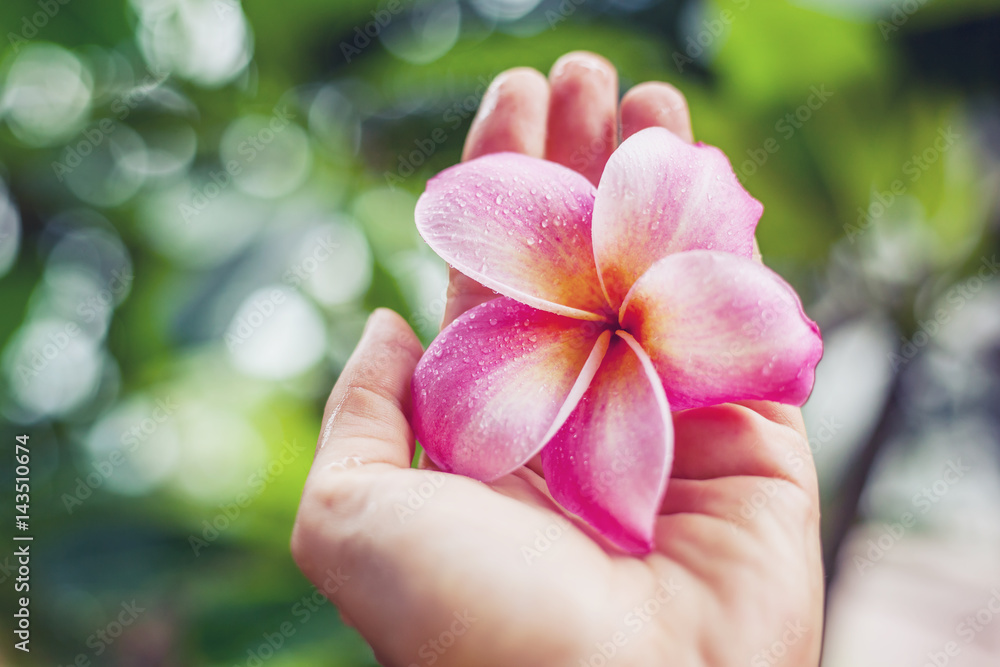 Beautiful pink plumeria flower with drops of water after a rain on a woman's hand