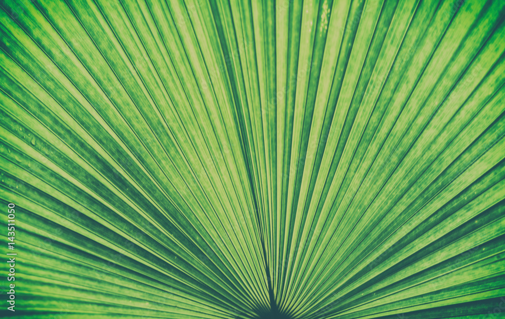 Details of big green leaf, Close up of leaf texture background, Abstract green line background, Details of big green leaf, Close up of leaf texture background, Abstract green line background,