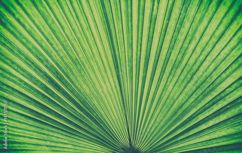Details of big green leaf  Close up of leaf texture background  Abstract green line background 