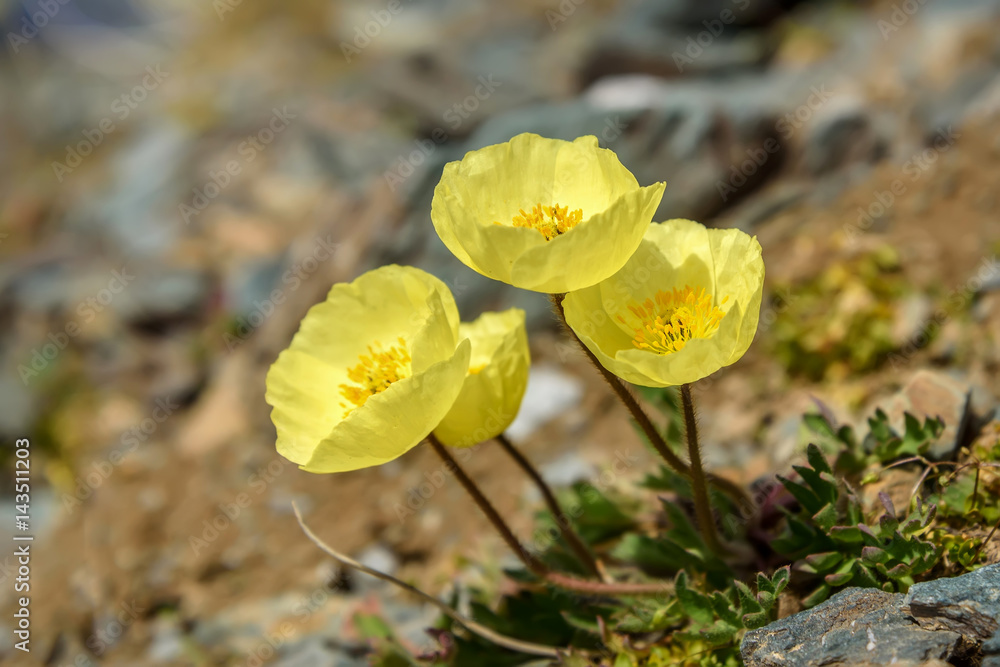 Fototapeta premium yellow poppy flowers mountains closeup