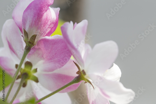 Pink flower malus spectabilis blooming in spring season