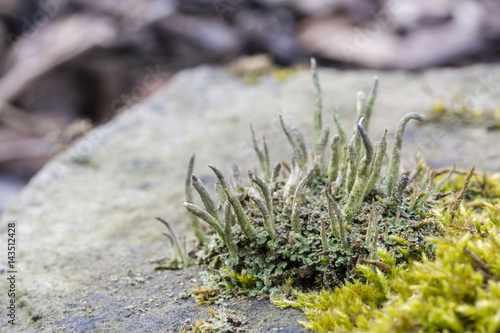 Sponge-like structure rising beside the moss on the stone.