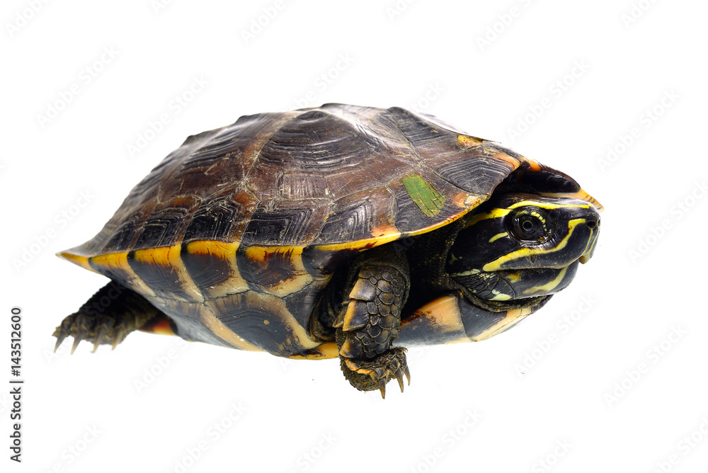 Obraz premium Turtle