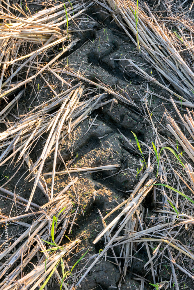 Wheel track on mud