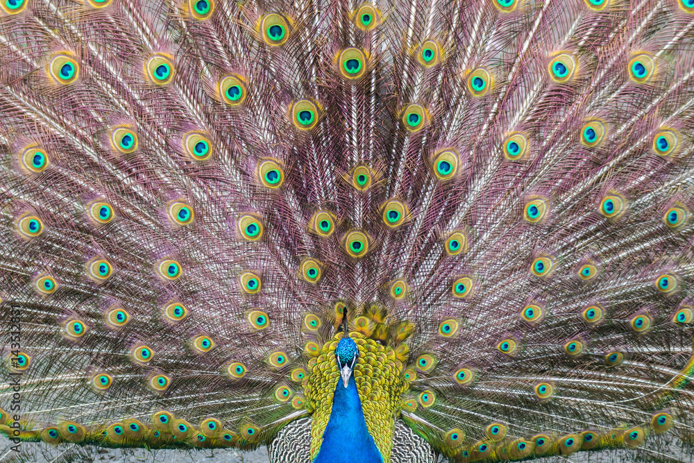 Fototapeta premium Peacock blue (or Indian) lek.