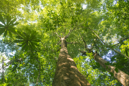 big trees in the forest from the bottom view.