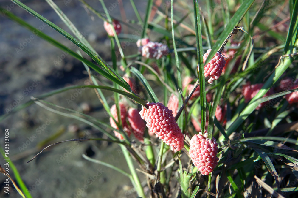 Channeled apple snail egg or Golden Apple Snail egg on crops Channeled apple snail egg or Golden Apple Snail egg on crops