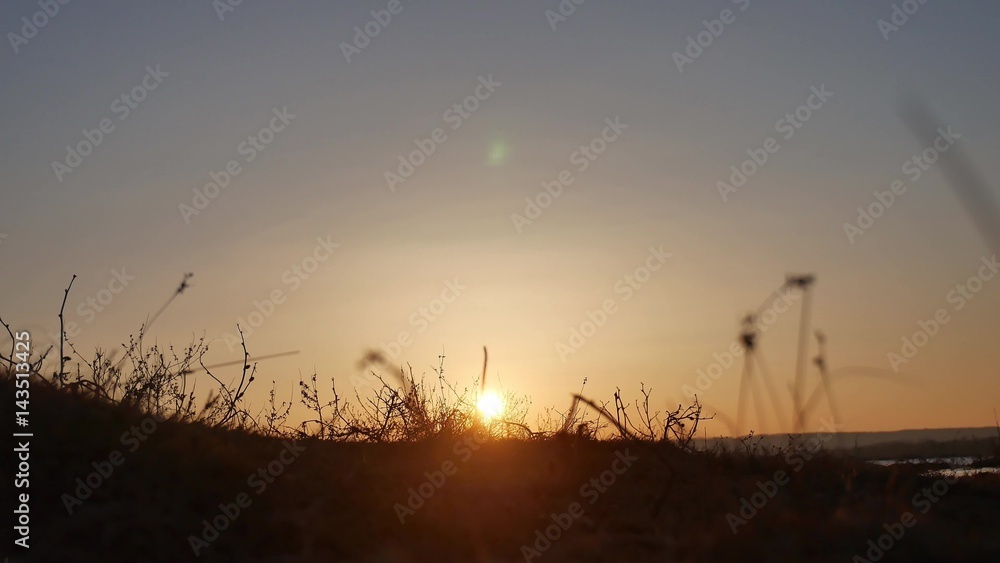 nature sunset. grass swaying in the wind on a beautiful sunset nature silhouette