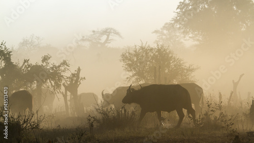 Fototapeta Naklejka Na Ścianę i Meble -  African buffalo in Kruger National park, South Africa