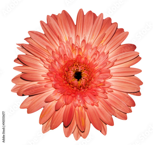 Pink gerbera isolated on white background