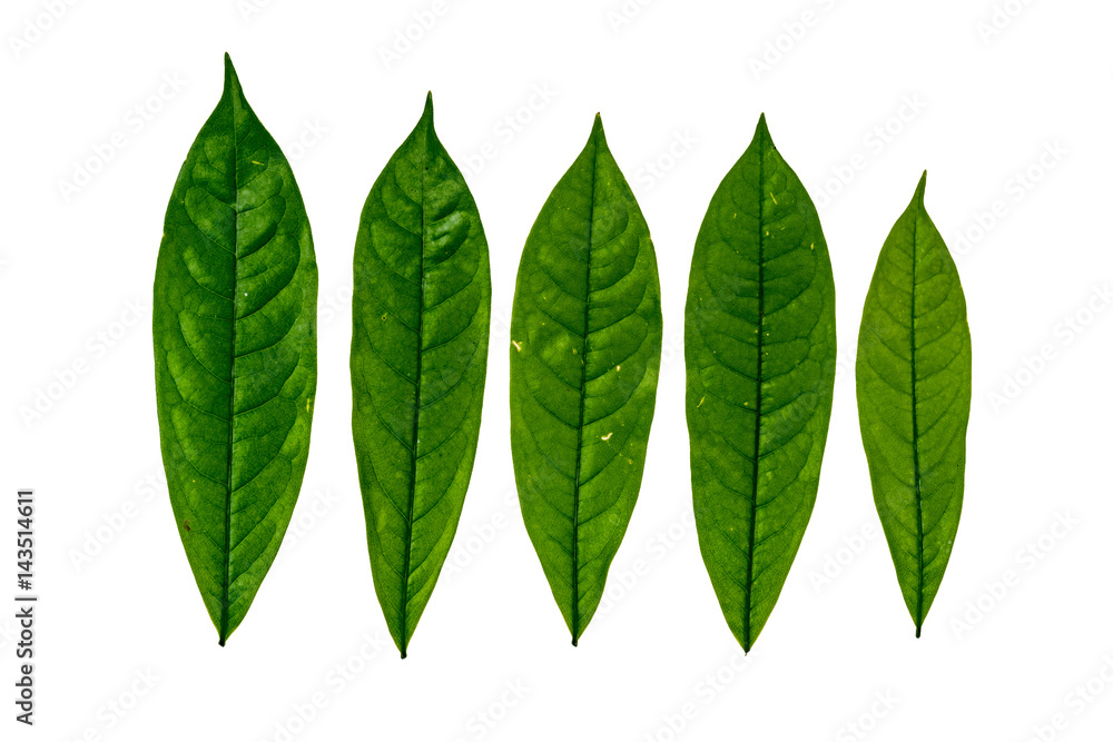 Obraz premium Green leaf on white