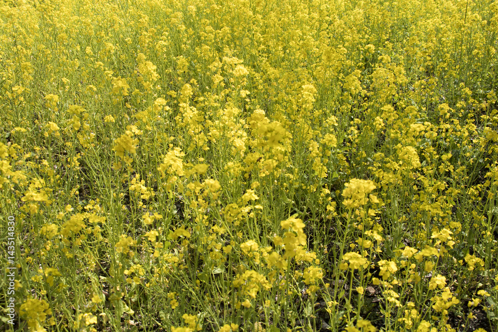 Obraz premium なの花