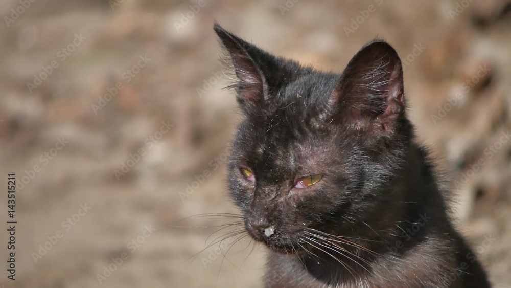 I de fleste tilfælde udgør universitetsområde Old sick runny snot runny nose homeless cat pet outdoor Stock-foto | Adobe  Stock