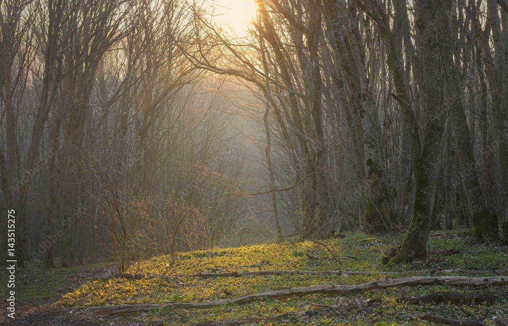 Obraz premium Morning in forest