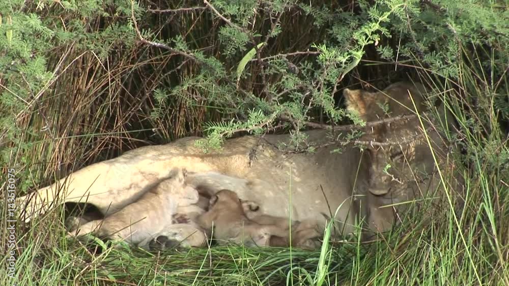 Wild Little Lion eating mothers milk mammal africa savannah Kenya Wild Little Lion eating mothers milk mammal africa savannah Kenya