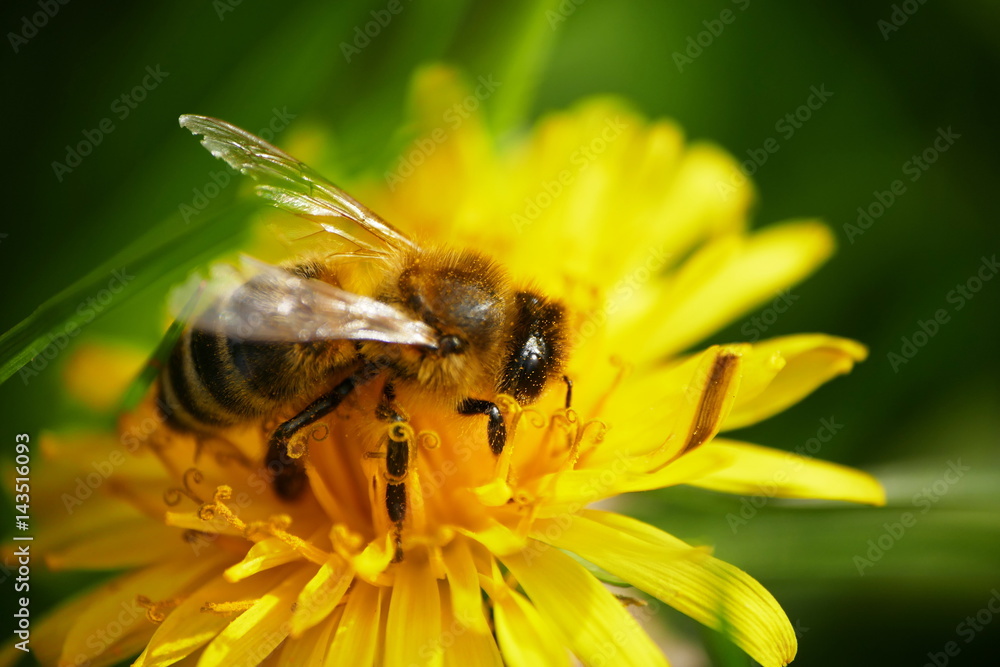 Honigbiene auf gelbem Löwenzahn im Frühling Honigbiene auf gelbem Löwenzahn im Frühling