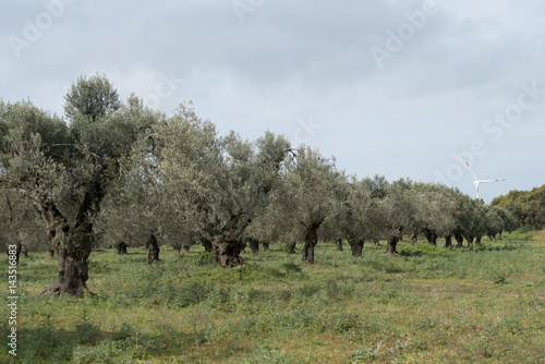 Olive grove  Calabria  Italy