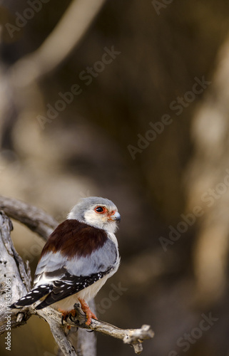 Pygmy falcon, or African pygmy falcon (Polihierax semitorquatus). Northern Cape. South Africa. photo