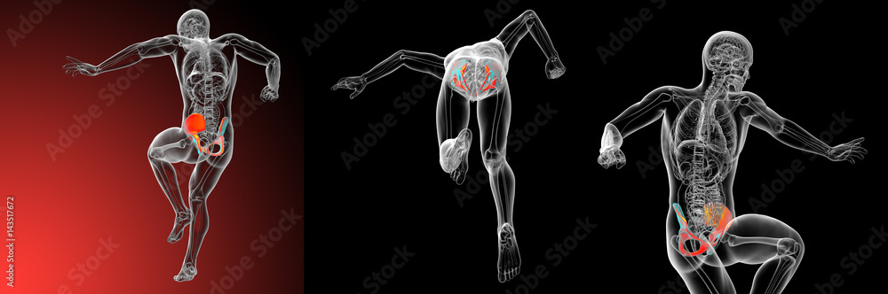Obraz premium 3d rendering medical illustration of the pelvis bone