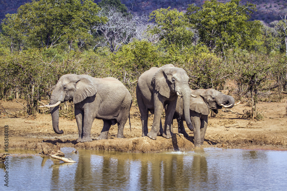 Fototapeta premium African bush elephant in Kruger National park, South Africa