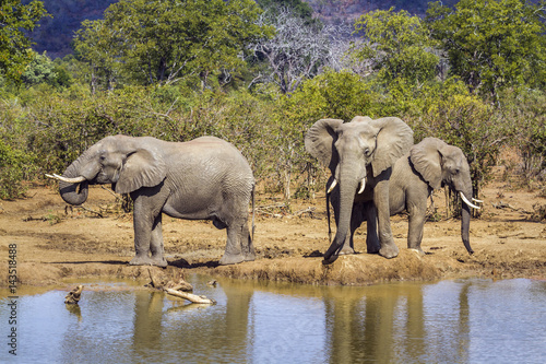 African bush elephant in Kruger National park  South Africa