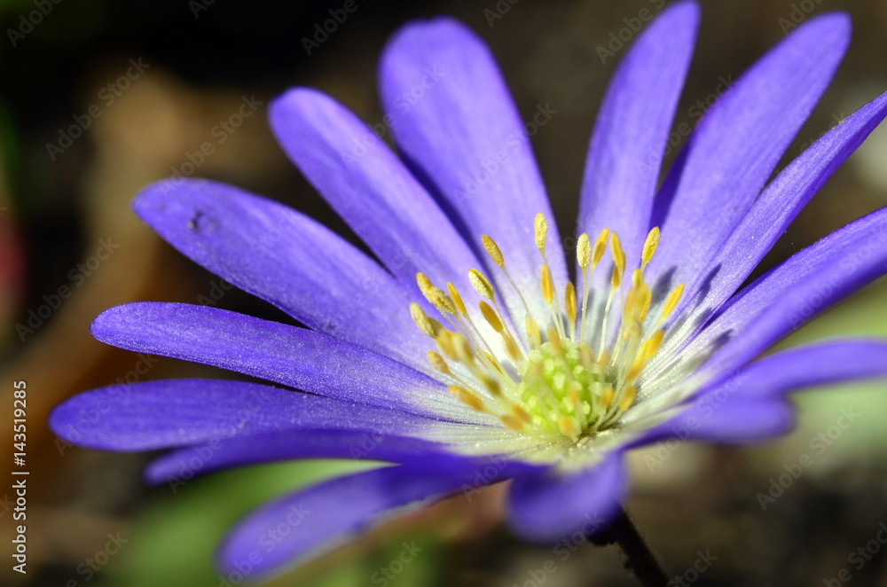 Kleine blaue Blume im Frühling Kleine blaue Blume im Frühling