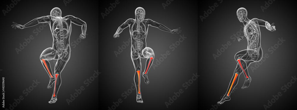 3d rendering medical illustration of the tibia bone