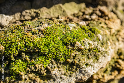 Close up moss on the stone