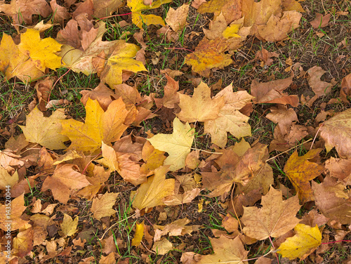 Yellow brown autumn leaves