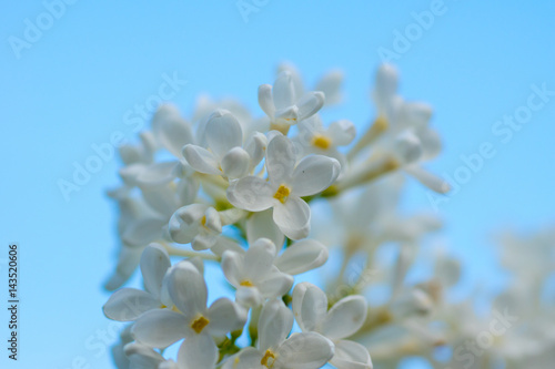 white lilac flowers with sky background