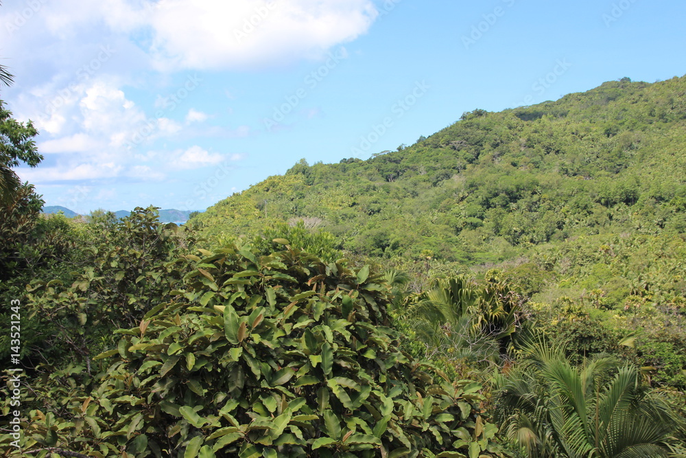 Vallée de Mai Nature Reserve, Praslin Island, Seychelles, Indian Ocean, Africa / The park is the habitat of the endemic coco-de-mer palm tree, which is the largest double nut in the world. 