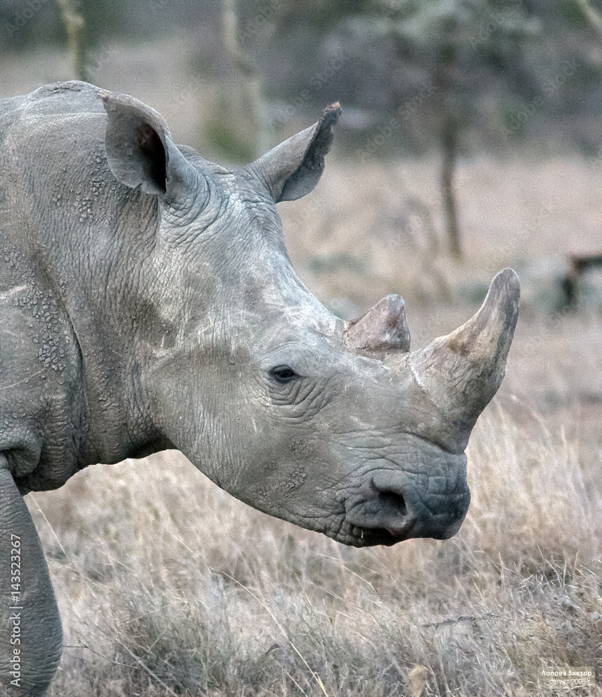 Head of large white rhino. SweetWater, Kenya Head of large white rhino. SweetWater, Kenya