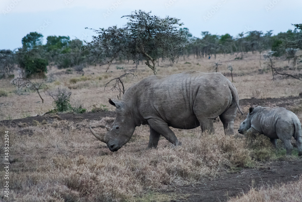 Large white rhino with baby. SweetWater, Kenya	