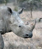 Head of large white rhino. SweetWater, Kenya	