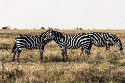Zebras in the savannah. Zebras talk to each other. Masai Mara, Kenya 