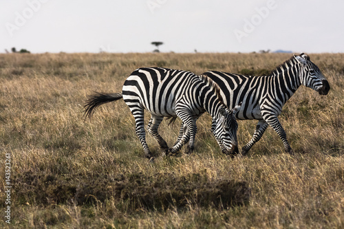 Zebras in the savannah. Sociable zebras. Masai Mara  Kenya 