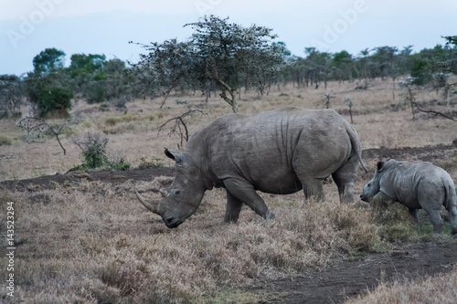 Large white rhino with baby. SweetWater  Kenya 