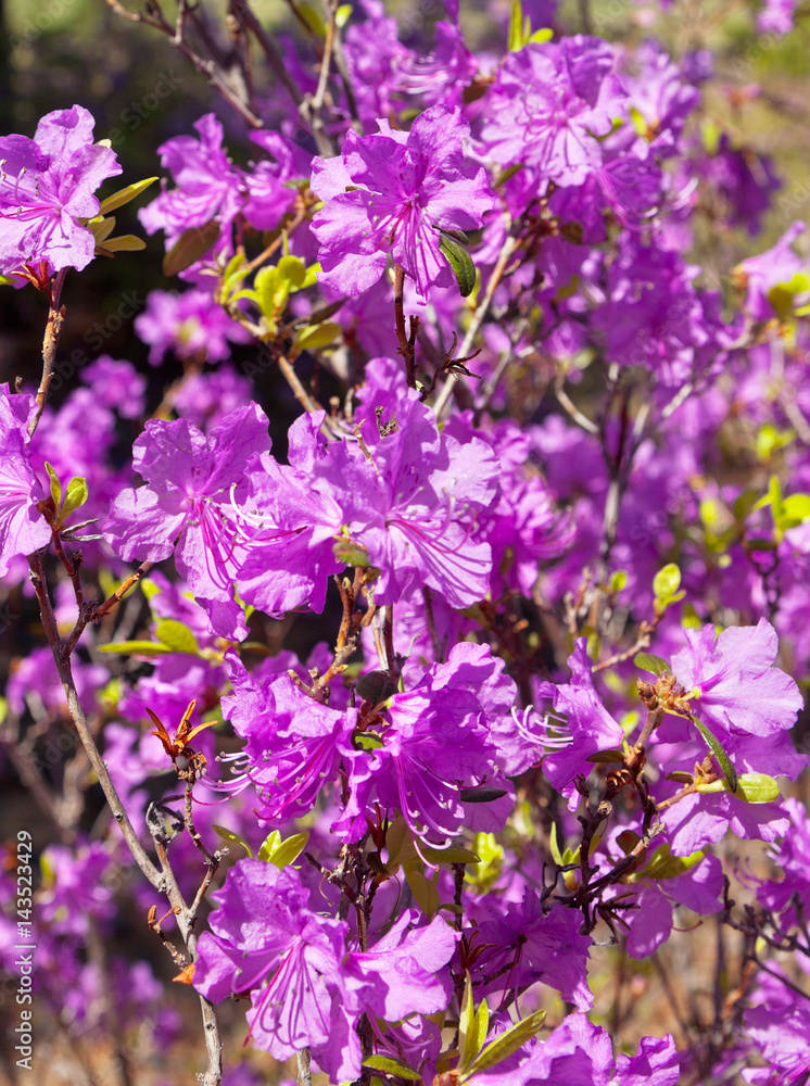 Flowering  bush of Daurian Rhododendron. Floral background