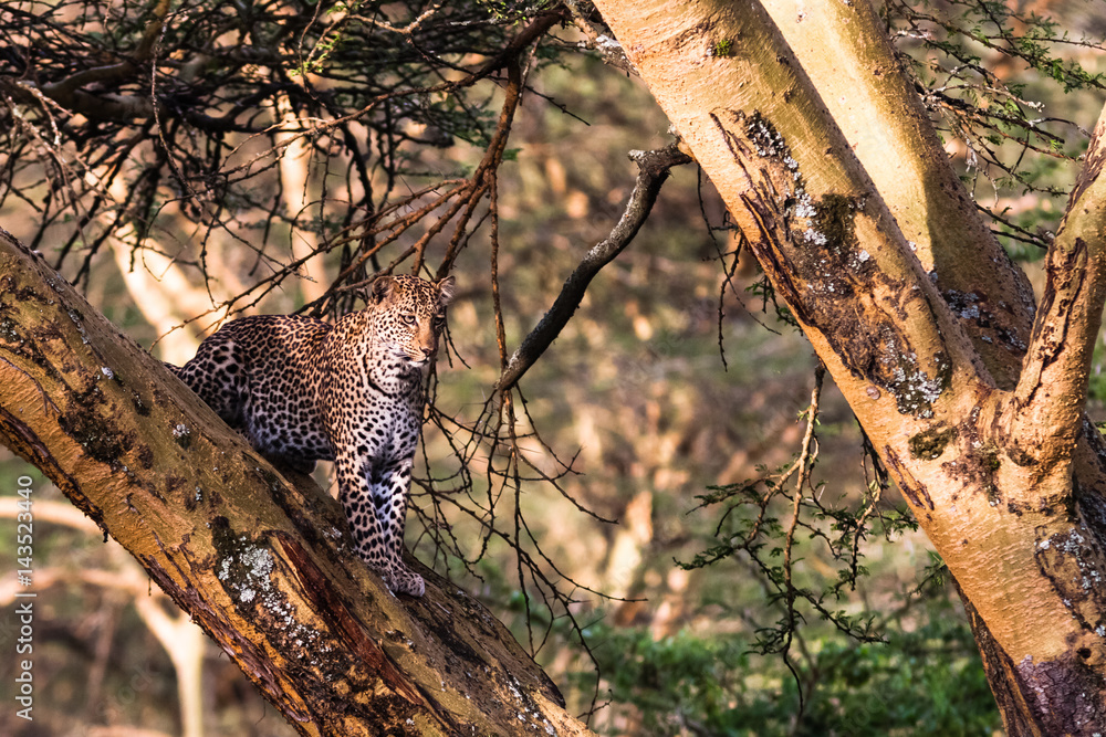 Obraz premium Leopard in ambush on the tree. Lake Nakuru, Kenya